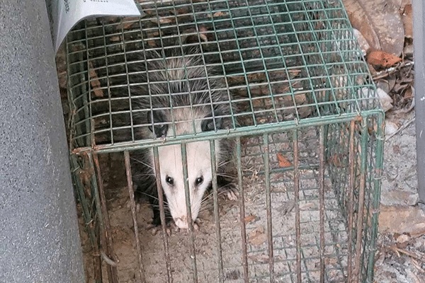 Animal Control Service St Johns FL | St. Johns Pest Control Animal control service in St Johns FL for nuisance animal removal and prevention